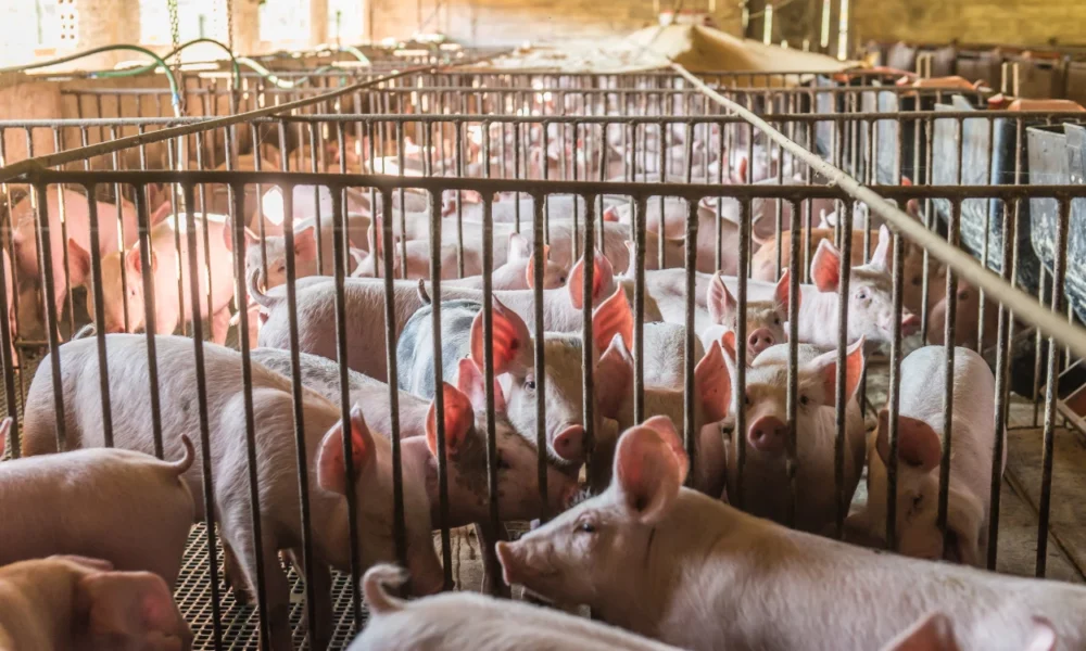 Mui jateng terbitkan fatwa haram peternakan babi di jepara