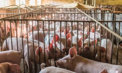 Mui jateng terbitkan fatwa haram peternakan babi di jepara