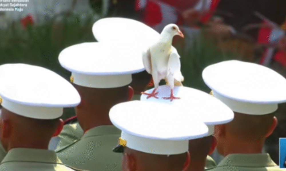 Merpati putih asyik nangkring di kepala pasukan upacara hut ke 80 ri di istana
