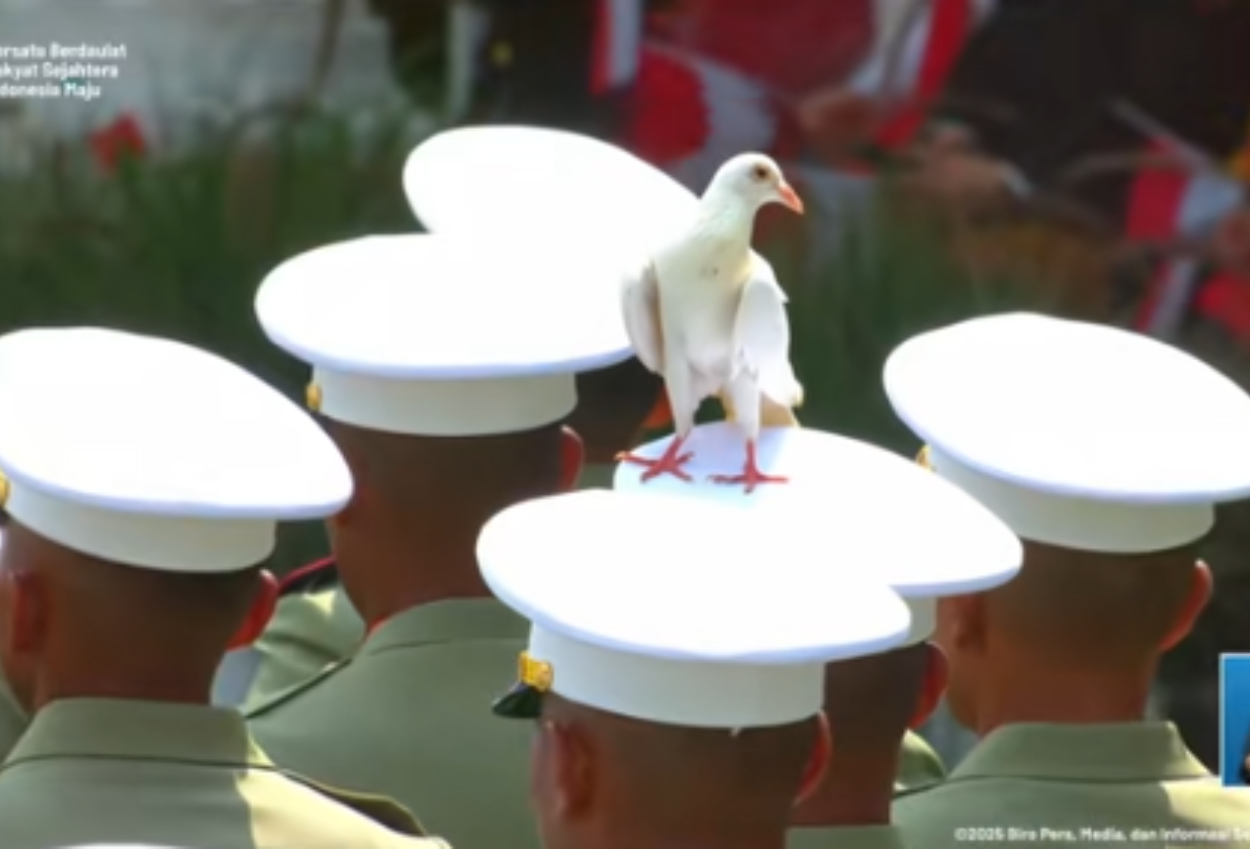 Merpati putih asyik nangkring di kepala pasukan upacara hut ke 80 ri di istana