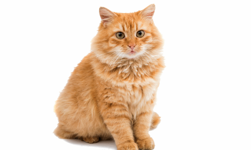 Pemkot tangerang buka layanan steril kucing gratis, simak syaratnya!