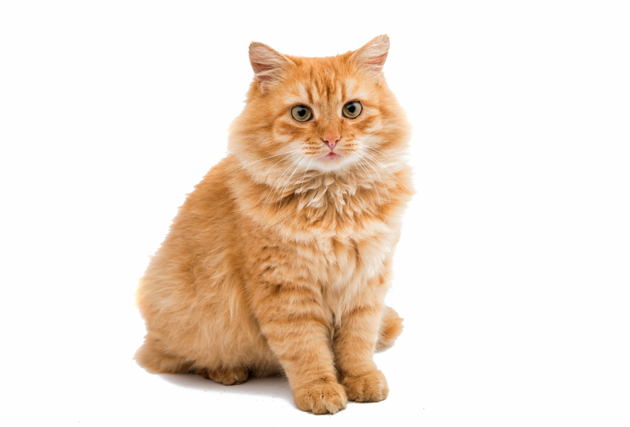 Pemkot tangerang buka layanan steril kucing gratis, simak syaratnya!