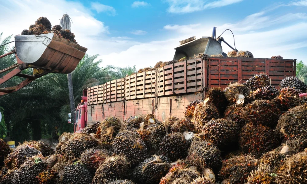 Permintaan naik, harga cpo agustus 2025 tembus usd 910,91mt
