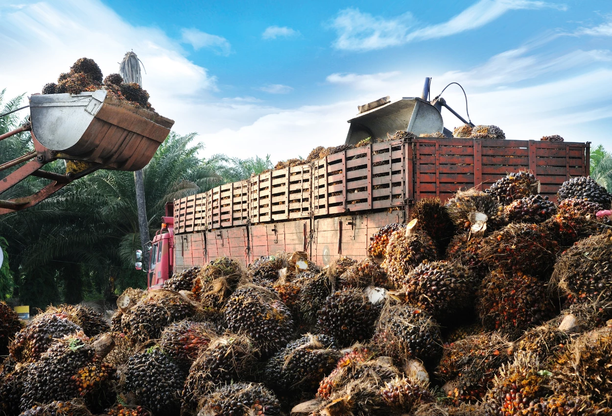 Permintaan naik, harga cpo agustus 2025 tembus usd 910,91mt