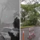 Pohon tumbang imbas hujan deras dan angin kencang terjang bsd