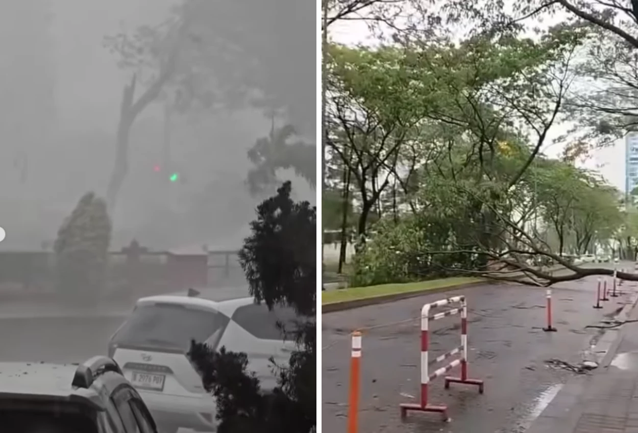 Pohon tumbang imbas hujan deras dan angin kencang terjang bsd