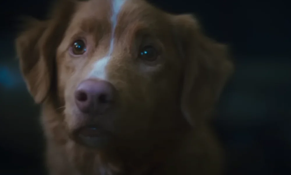 Sinopsis good boy, film horor dari sudut pandang anjing yang jadi saksi teror
