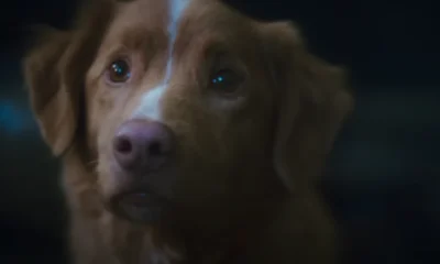 Sinopsis good boy, film horor dari sudut pandang anjing yang jadi saksi teror