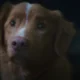 Sinopsis good boy, film horor dari sudut pandang anjing yang jadi saksi teror