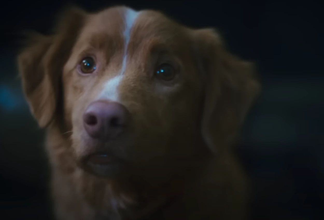 Sinopsis good boy, film horor dari sudut pandang anjing yang jadi saksi teror