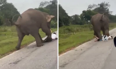 Video viral! turis dikejar dan diinjak gajah liar saat selfie