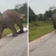 Video viral! turis dikejar dan diinjak gajah liar saat selfie
