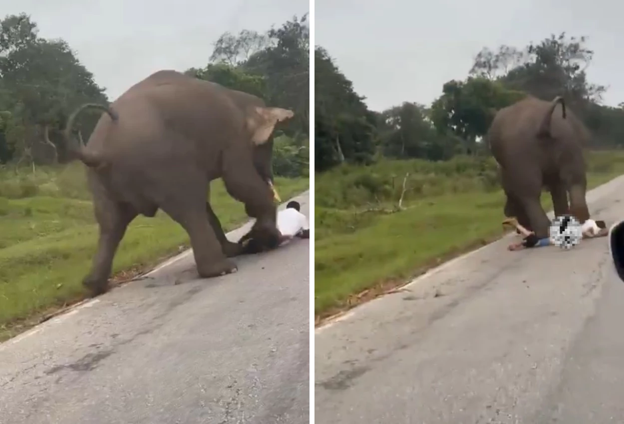 Video viral! turis dikejar dan diinjak gajah liar saat selfie