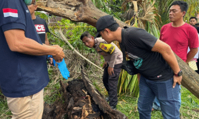 Kerangka manusia ditemukan di dalam pohon aren yang tumbang