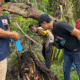 Kerangka manusia ditemukan di dalam pohon aren yang tumbang