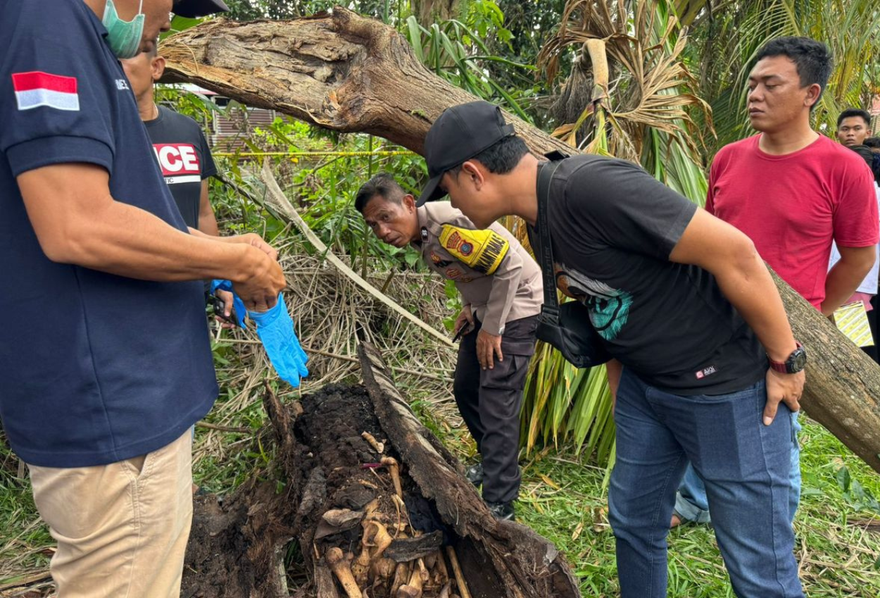 Kerangka manusia ditemukan di dalam pohon aren yang tumbang