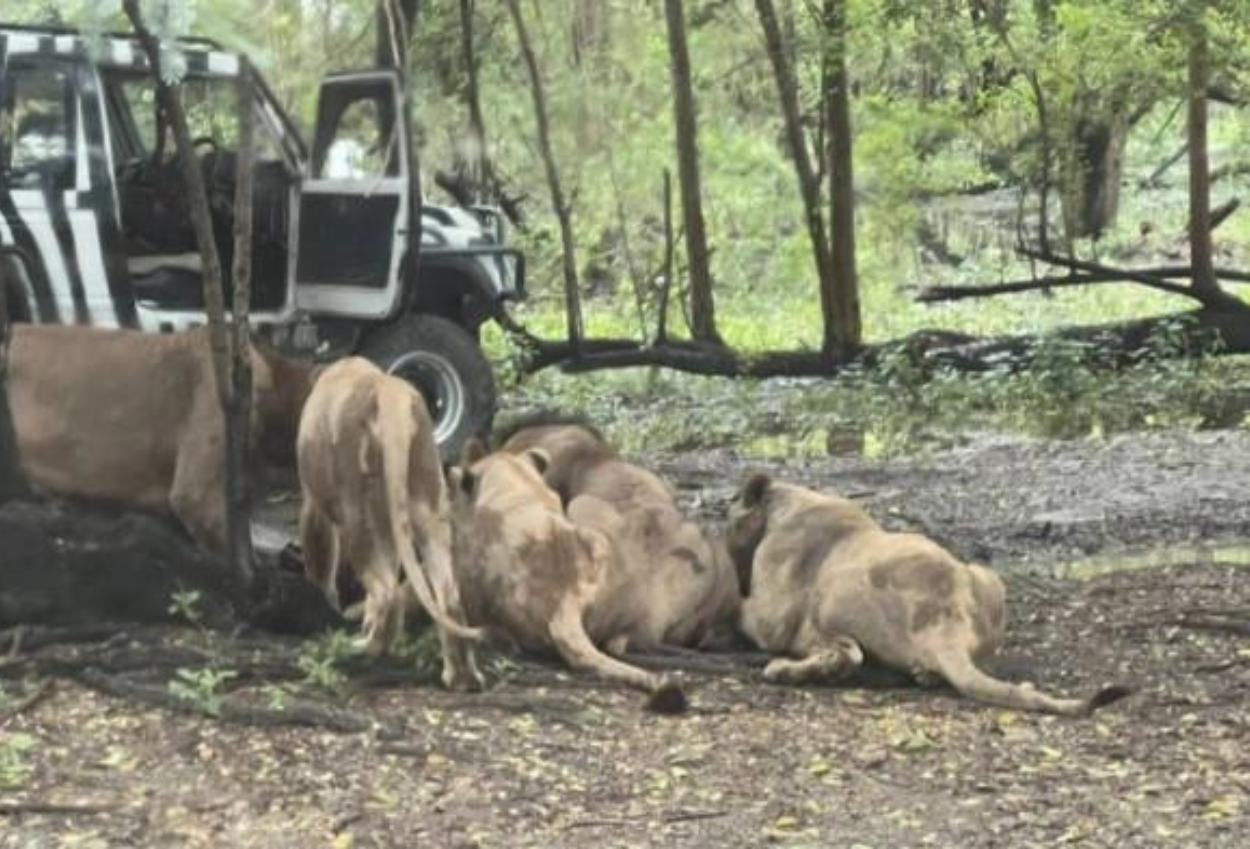 Petugas kebun binatang di thailand tewas dikeroyok kawanan singa