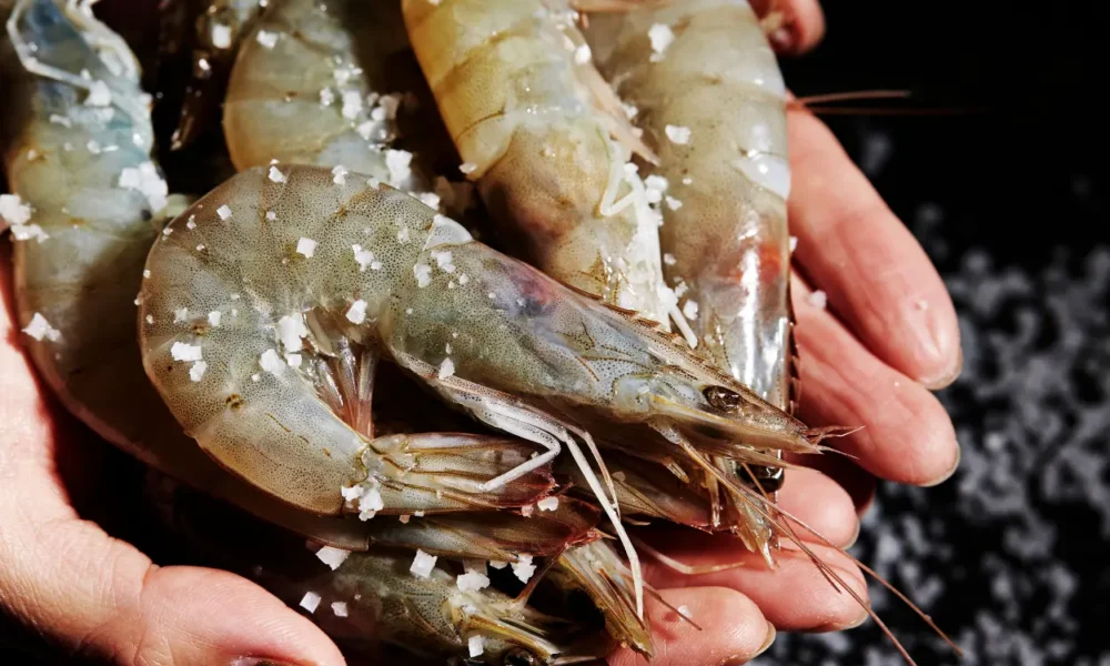 Terkontaminasi radioaktif, senator as sebut udang dari indonesia bikin orang jadi alien