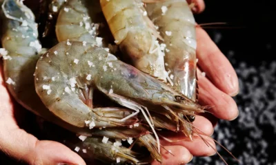 Terkontaminasi radioaktif, senator as sebut udang dari indonesia bikin orang jadi alien