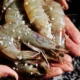 Terkontaminasi radioaktif, senator as sebut udang dari indonesia bikin orang jadi alien