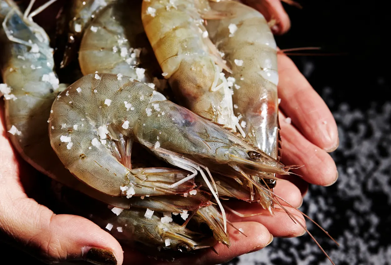 Terkontaminasi radioaktif, senator as sebut udang dari indonesia bikin orang jadi alien
