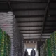 1,45 juta ton beras numpuk di gudang bulog 6 bulan, 29 ribu ton turun mutu