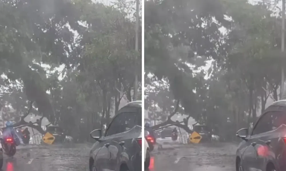 Diterjang hujan dan angin kencang, pohon di tangsel tumbang timpa mobil
