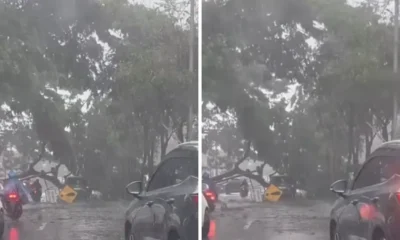 Diterjang hujan dan angin kencang, pohon di tangsel tumbang timpa mobil