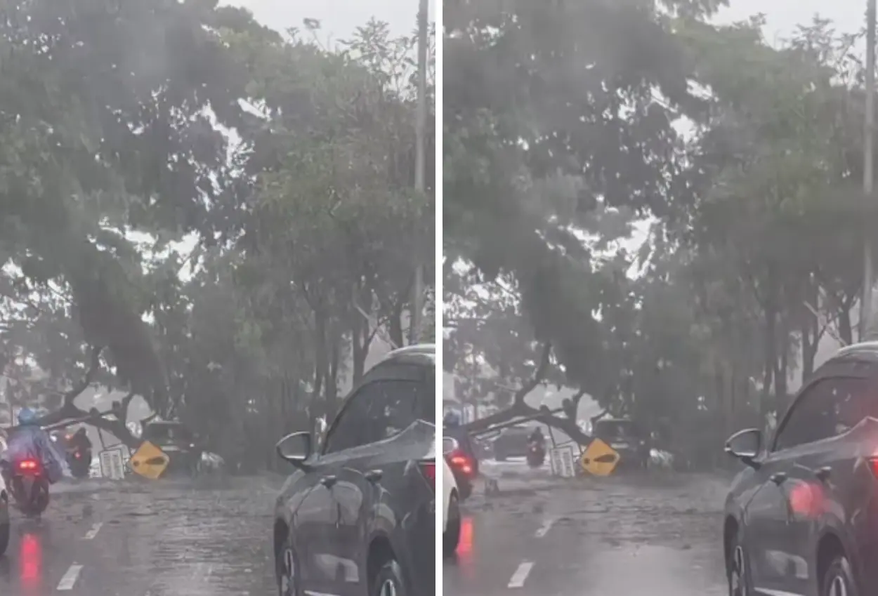 Diterjang hujan dan angin kencang, pohon di tangsel tumbang timpa mobil