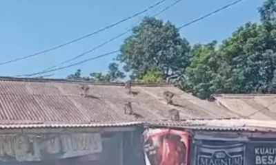 Kawanan monyet berkeliaran di tangsel, gelantungi kabel listrik hingga naik atap warga