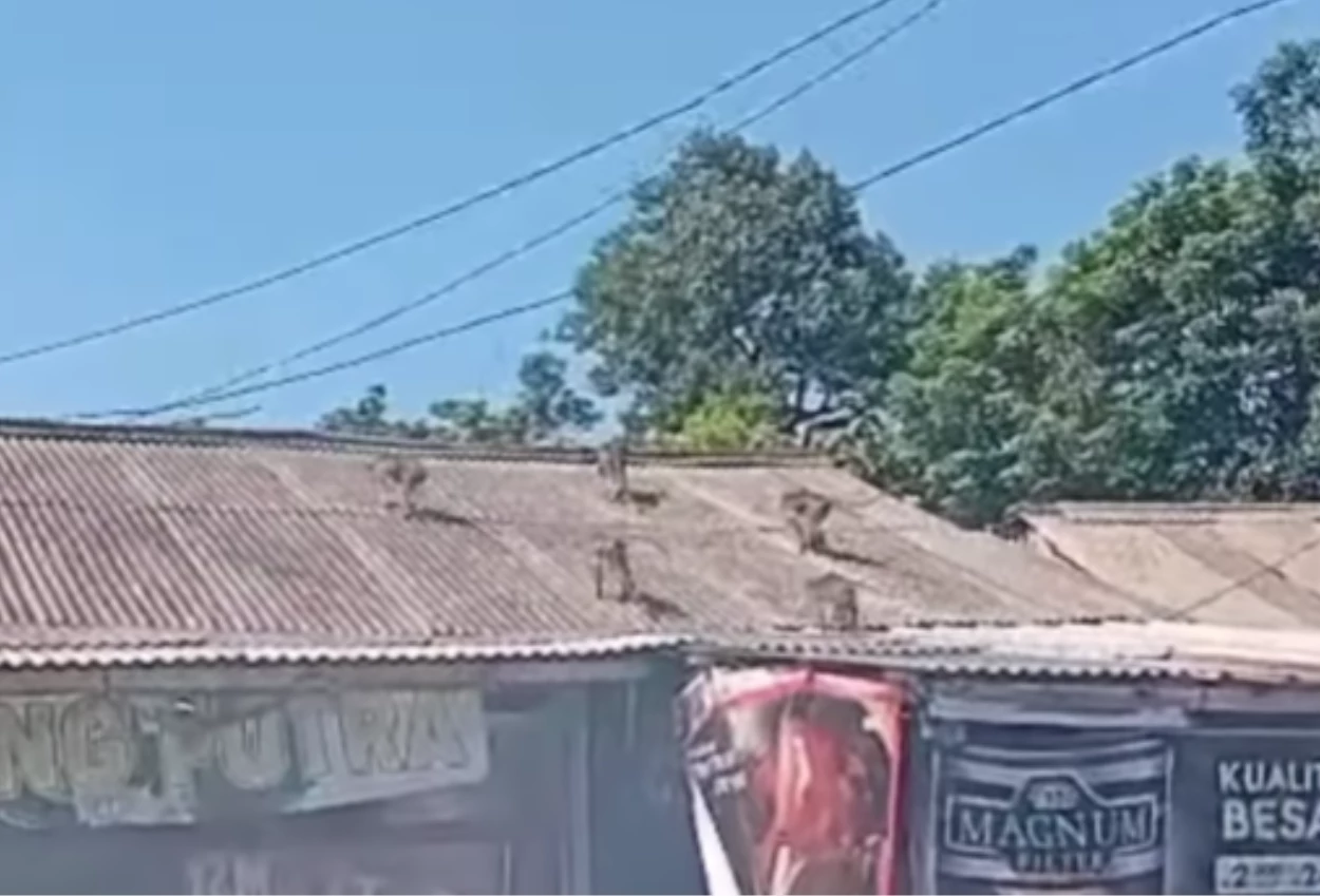Kawanan monyet berkeliaran di tangsel, gelantungi kabel listrik hingga naik atap warga