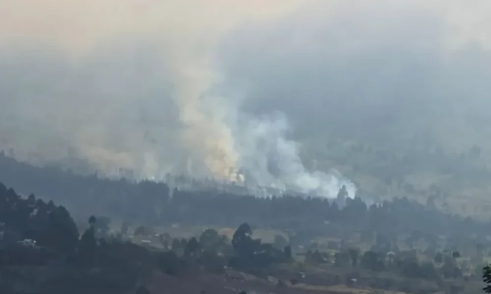 Kebakaran hutan di gunung rinjani hanguskan 36 hektare lahan