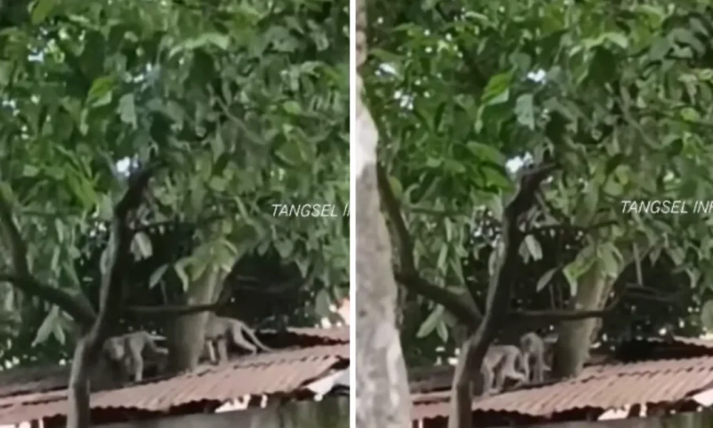 Khawatir lukai warga, damkar usir kawanan monyet liar di serpong