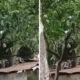 Khawatir lukai warga, damkar usir kawanan monyet liar di serpong