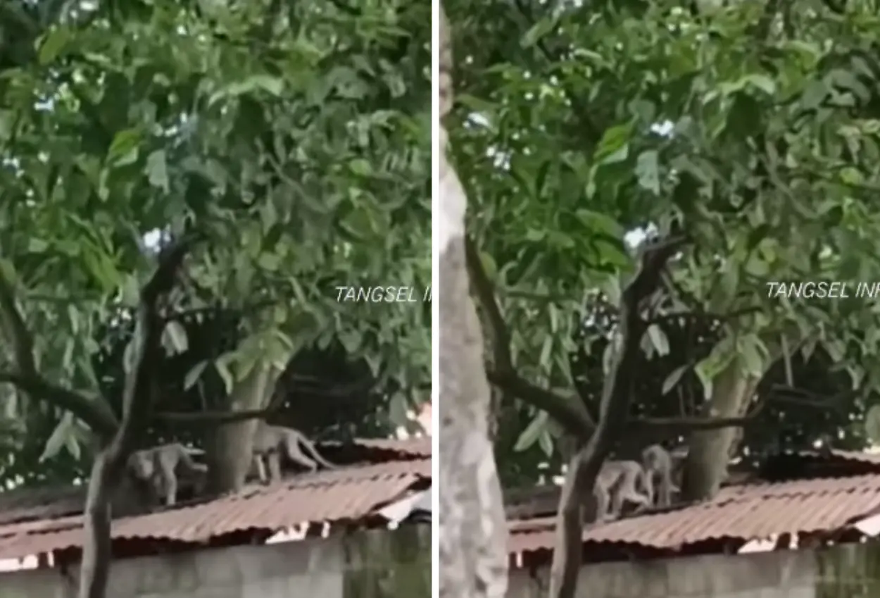 Khawatir lukai warga, damkar usir kawanan monyet liar di serpong