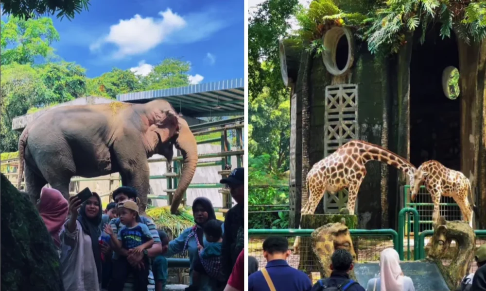 Mulai hari ini, ragunan buka sampai malam, ada dua paket seru yang bisa dicoba!