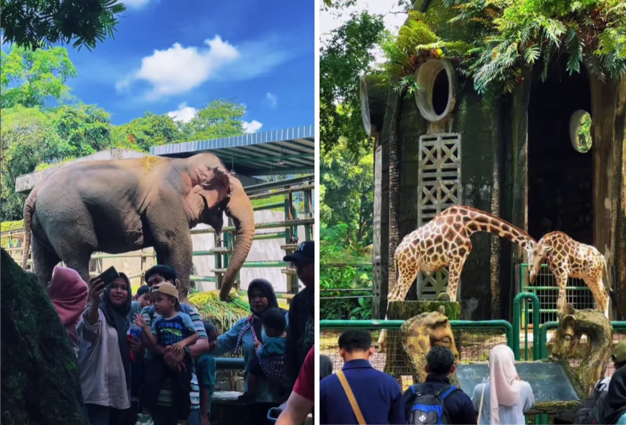 Mulai hari ini, ragunan buka sampai malam, ada dua paket seru yang bisa dicoba!