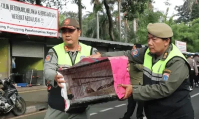 Pasar burung barito digusur pagi ini, pedagang tolak relokasi ke lenteng agung