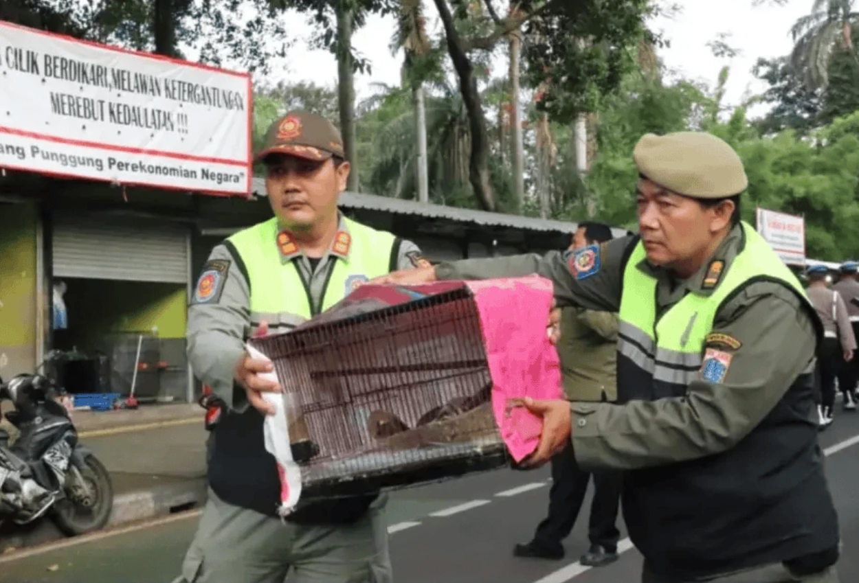 Pasar burung barito digusur pagi ini, pedagang tolak relokasi ke lenteng agung