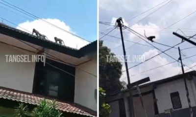 Tangsel siapkan alat pembius hewan usai kesulitan tangkap monyet liar