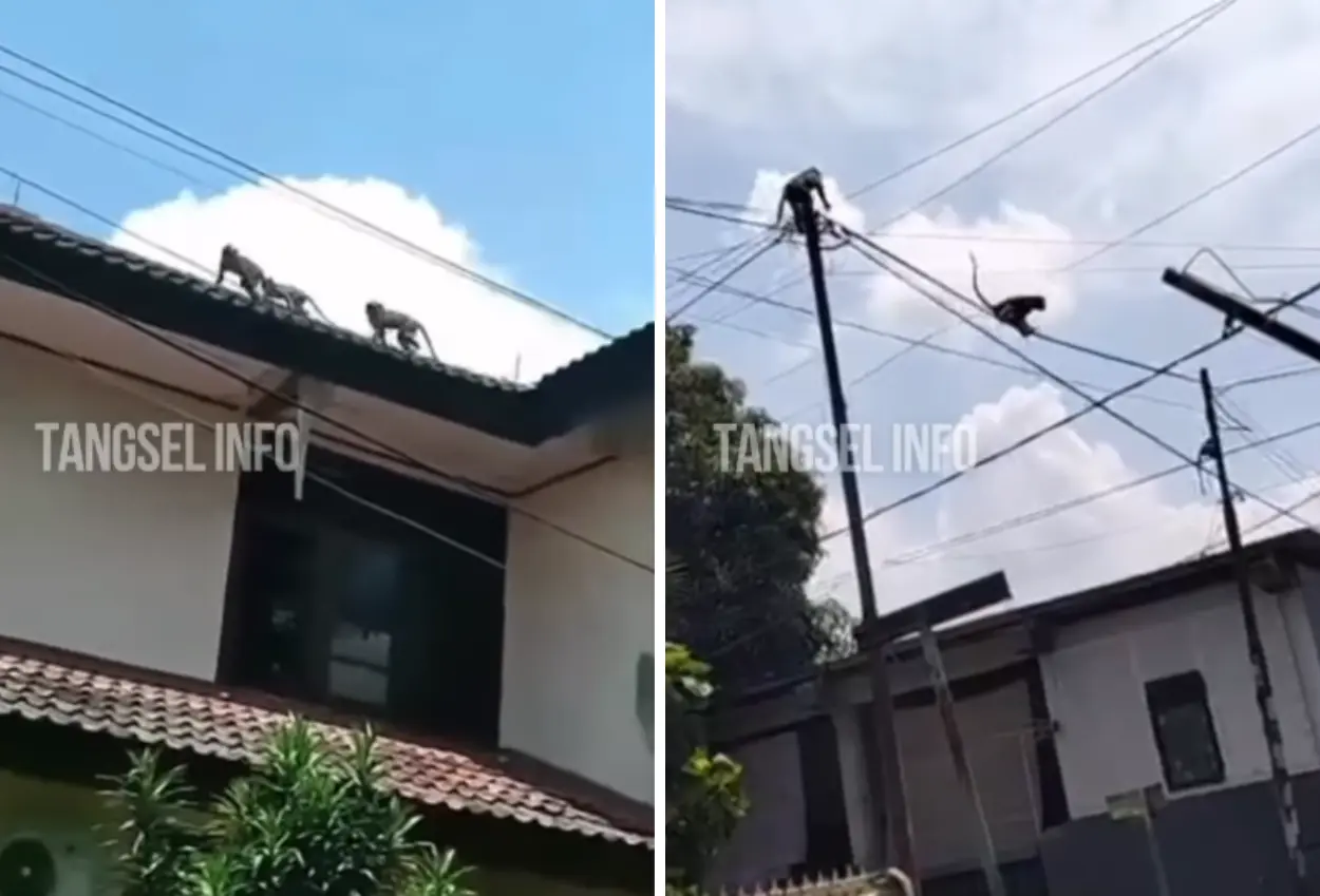 Tangsel siapkan alat pembius hewan usai kesulitan tangkap monyet liar