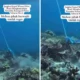 Viral! jangkar kapal wisata rusak terumbu karang di labuan bajo