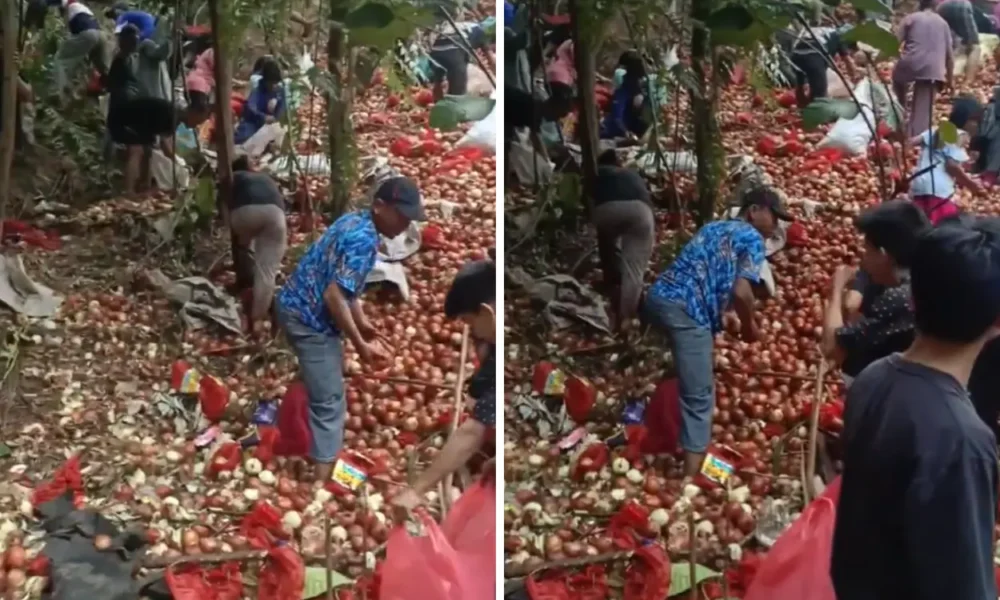 Viral! warga berebut gunungan bawang bombai yang dibuang di batam