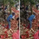 Viral! warga berebut gunungan bawang bombai yang dibuang di batam