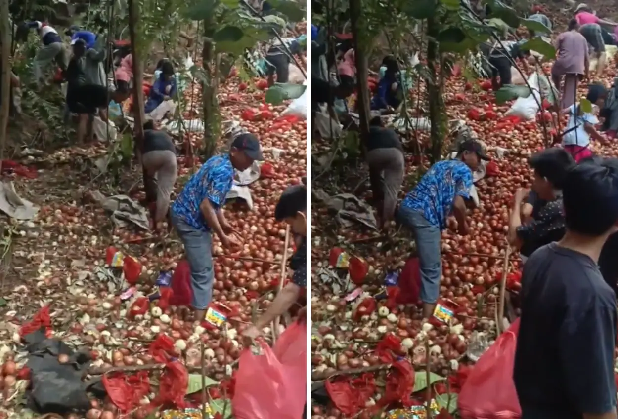 Viral! warga berebut gunungan bawang bombai yang dibuang di batam