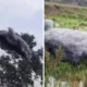 Viral! warga digegerkan oleh gumpalan busa hitam di langit subang, diduga dari limbah industri