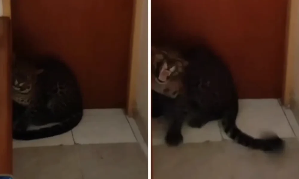 Waduh! macan tutul masuk hotel di bandung, kok bisa