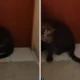 Waduh! macan tutul masuk hotel di bandung, kok bisa