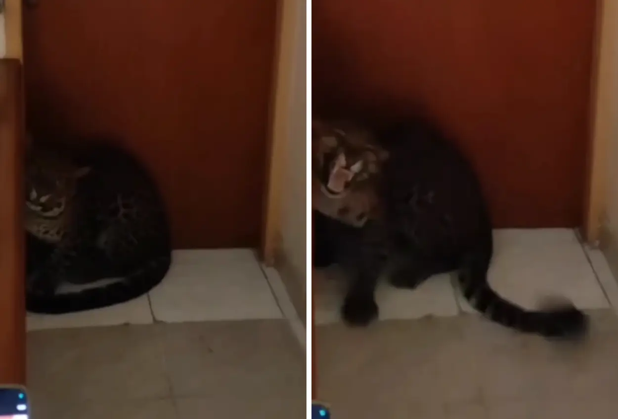 Waduh! macan tutul masuk hotel di bandung, kok bisa