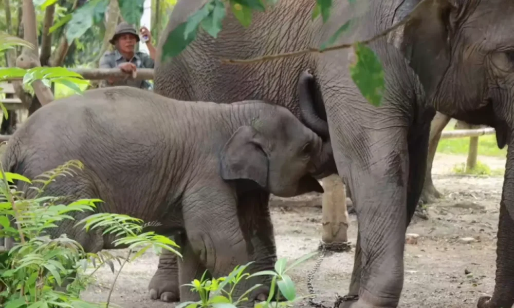 Anak gajah laila mati di pusat konservasi bengkalis riau
